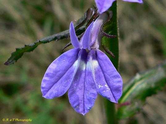 {Lobelia puberula}